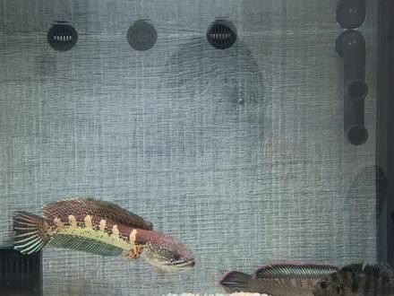 如何拍攝高質(zhì)量的雷龍魚對拳視頻（高質(zhì)量的雷龍魚對拳視頻需要一些技巧和注意事項） 如何拍攝高質(zhì)量的雷龍魚對拳視頻（高質(zhì)量的雷龍魚對拳視頻需要一些技巧和注意事項） 龍魚百科 第4張