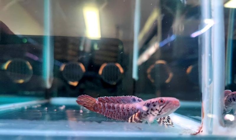 如何拍攝高質(zhì)量的雷龍魚對拳視頻（高質(zhì)量的雷龍魚對拳視頻需要一些技巧和注意事項） 如何拍攝高質(zhì)量的雷龍魚對拳視頻（高質(zhì)量的雷龍魚對拳視頻需要一些技巧和注意事項） 龍魚百科 第5張