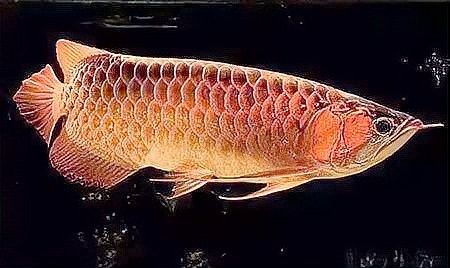 金龍魚和紅龍魚繁殖的成功率有多高（金龍魚和紅龍魚的繁殖成功率） 金龍魚和紅龍魚繁殖的成功率有多高（金龍魚和紅龍魚的繁殖成功率） 龍魚百科 第2張