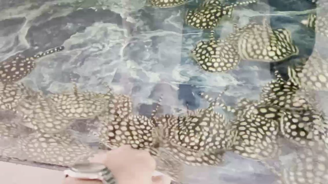 滿點當豬養（“滿點當豬養”是什么意思？）