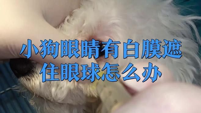 白膜病有哪些典型癥狀？（白膜侵睛的典型癥狀）