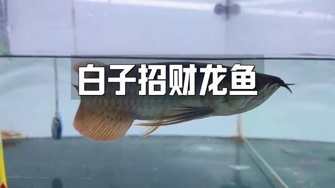 如何判斷白子招財龍是否吃飽？（《王者榮耀》如何判斷白子招財龍是否吃飽）