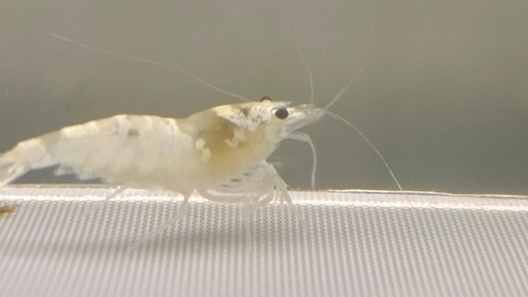水晶蝦臺系個人養(yǎng)殖展示交流（水族養(yǎng)殖2025/11/4日常記錄）