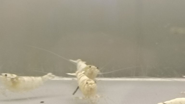 水晶蝦臺系個人養(yǎng)殖展示交流（水族養(yǎng)殖2025/11/4日常記錄）