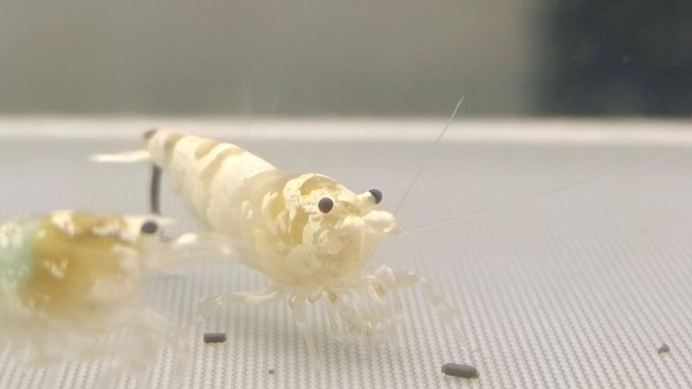水晶蝦臺系個人養(yǎng)殖展示交流（水族養(yǎng)殖2025/11/4日常記錄）
