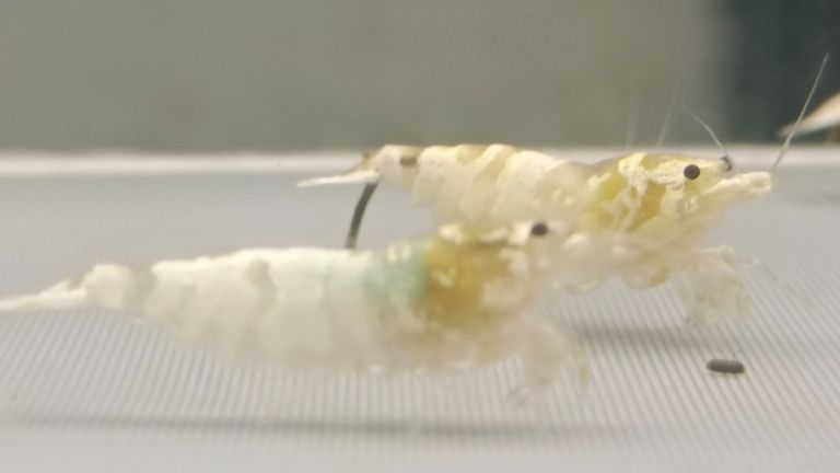 水晶蝦臺系個人養(yǎng)殖展示交流（水族養(yǎng)殖2025/11/4日常記錄）