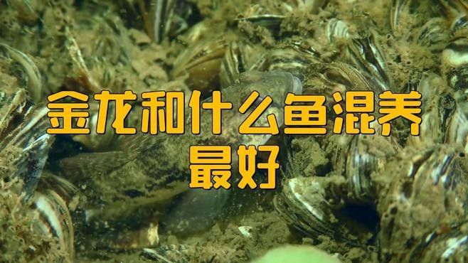 金龍魚混養的最佳搭配比例（金龍和什么魚混養最好）