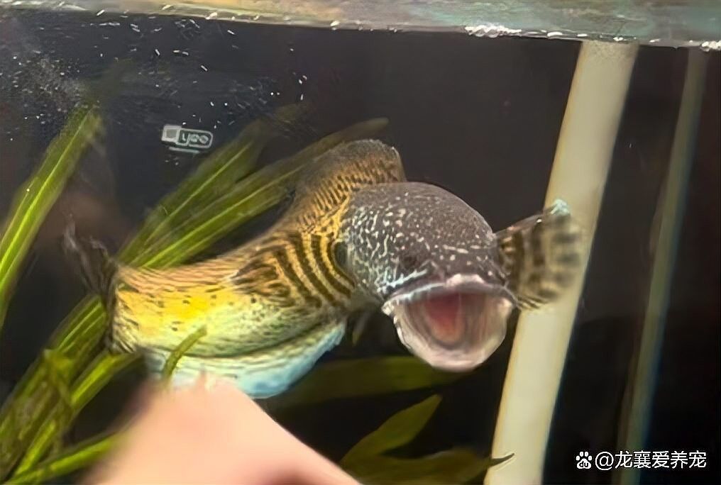 如何降低血斑雷龍魚的攻擊性（如何降低血斑雷龍魚攻擊性）