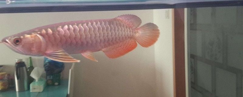 如何治療龍魚鉆石眼？（治療龍魚鉆石眼需要綜合考慮多種因素以下是一些建議）