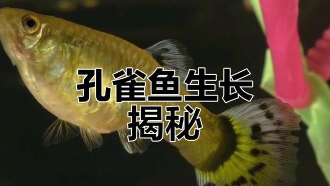 孔雀龍魚(yú)繁殖過(guò)程是怎樣的（孔雀魚(yú)怎么繁殖孔雀魚(yú)的繁殖方法及注意事項(xiàng)） 孔雀龍魚(yú)繁殖過(guò)程是怎樣的（孔雀魚(yú)怎么繁殖孔雀魚(yú)的繁殖方法及注意事項(xiàng)） 龍魚(yú)百科 第2張