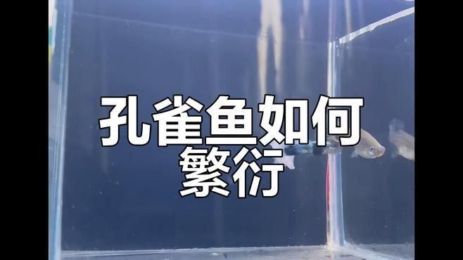孔雀龍魚(yú)繁殖過(guò)程是怎樣的（孔雀魚(yú)怎么繁殖孔雀魚(yú)的繁殖方法及注意事項(xiàng)） 孔雀龍魚(yú)繁殖過(guò)程是怎樣的（孔雀魚(yú)怎么繁殖孔雀魚(yú)的繁殖方法及注意事項(xiàng)） 龍魚(yú)百科 第1張