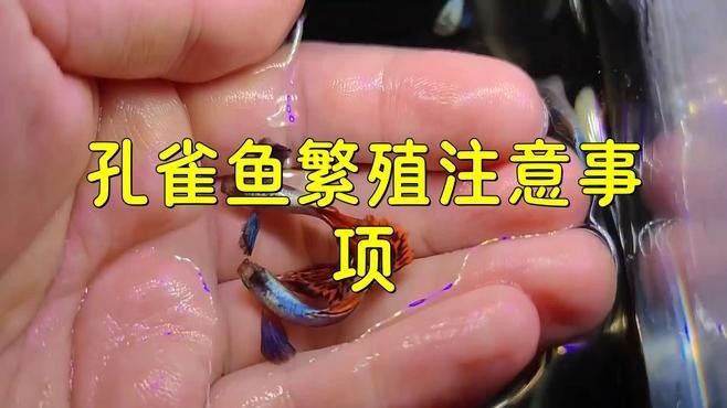 孔雀龍魚(yú)繁殖過(guò)程是怎樣的（孔雀魚(yú)怎么繁殖孔雀魚(yú)的繁殖方法及注意事項(xiàng)） 孔雀龍魚(yú)繁殖過(guò)程是怎樣的（孔雀魚(yú)怎么繁殖孔雀魚(yú)的繁殖方法及注意事項(xiàng)） 龍魚(yú)百科 第5張