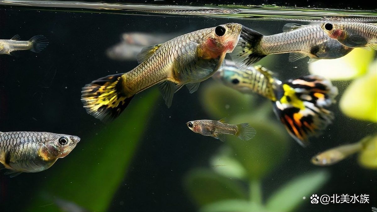孔雀龍魚(yú)繁殖過(guò)程是怎樣的（孔雀魚(yú)怎么繁殖孔雀魚(yú)的繁殖方法及注意事項(xiàng)） 孔雀龍魚(yú)繁殖過(guò)程是怎樣的（孔雀魚(yú)怎么繁殖孔雀魚(yú)的繁殖方法及注意事項(xiàng)） 龍魚(yú)百科 第8張