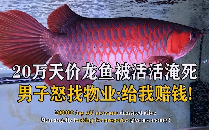 紅龍魚高清大圖欣賞（紅龍魚的高清大圖及相關(guān)品相關(guān)品種鑒賞）