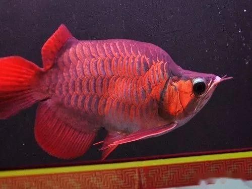 紅龍魚高清大圖欣賞（紅龍魚的高清大圖及相關(guān)品相關(guān)品種鑒賞）