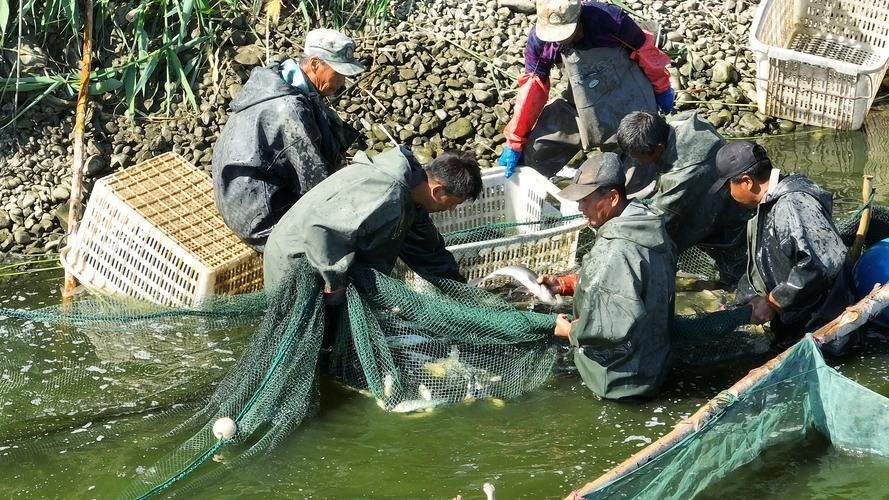如何聯系文山壯族苗族自治州龍魚養殖基地（云南文山壯族苗族自治州龍魚養殖基地聯系方式）