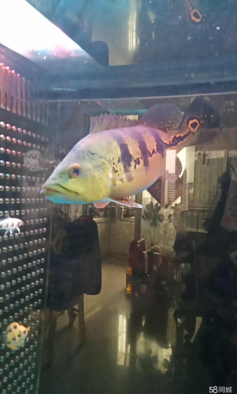 如何聯系藍心觀賞魚店？（如何通過58同城找到藍心觀賞魚店？）
