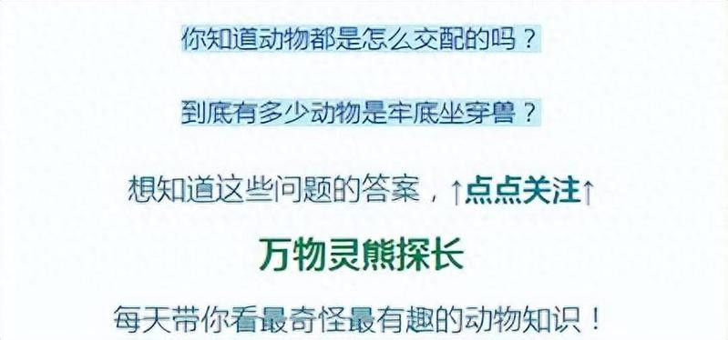 加里曼丹紅龍魚市場趨勢（加里曼丹紅龍魚市場分析）