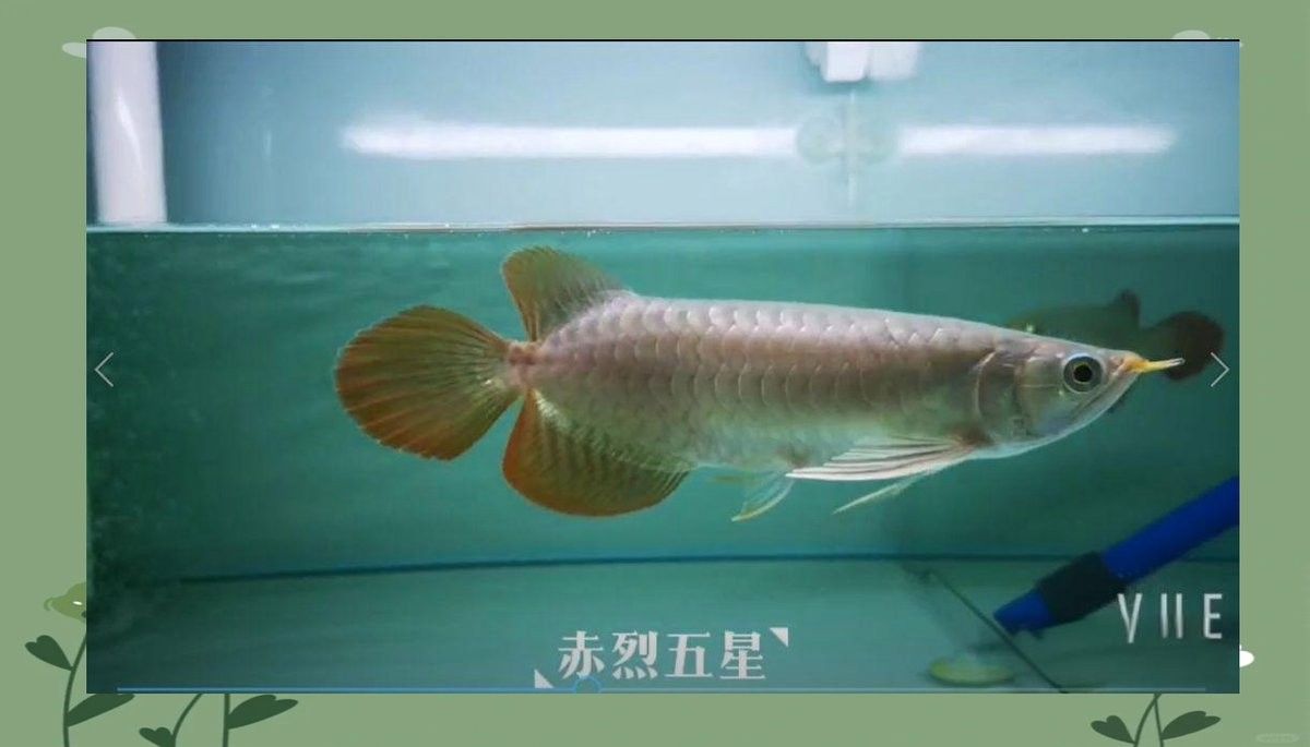 如何判斷龍魚是否需要手術？（如何判斷龍魚是否需要手術） 如何判斷龍魚是否需要手術？（如何判斷龍魚是否需要手術） 龍魚百科 第4張