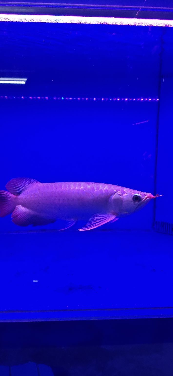小魚起飛（小魚在生態(tài)系統(tǒng)中的作用）