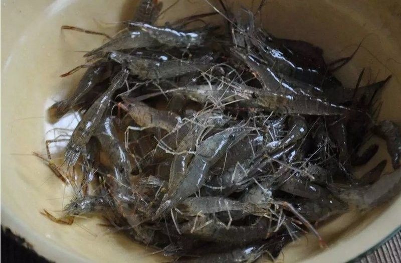 如何給幻彩藍寶石雷龍魚喂食蝦肉？（如何為幻彩藍寶石雷龍魚喂食蝦肉）