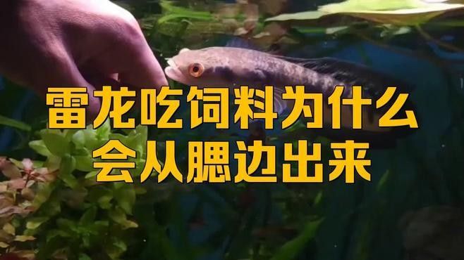 如何判斷雷龍魚是否吃飽（如何判斷魚是否吃飽）