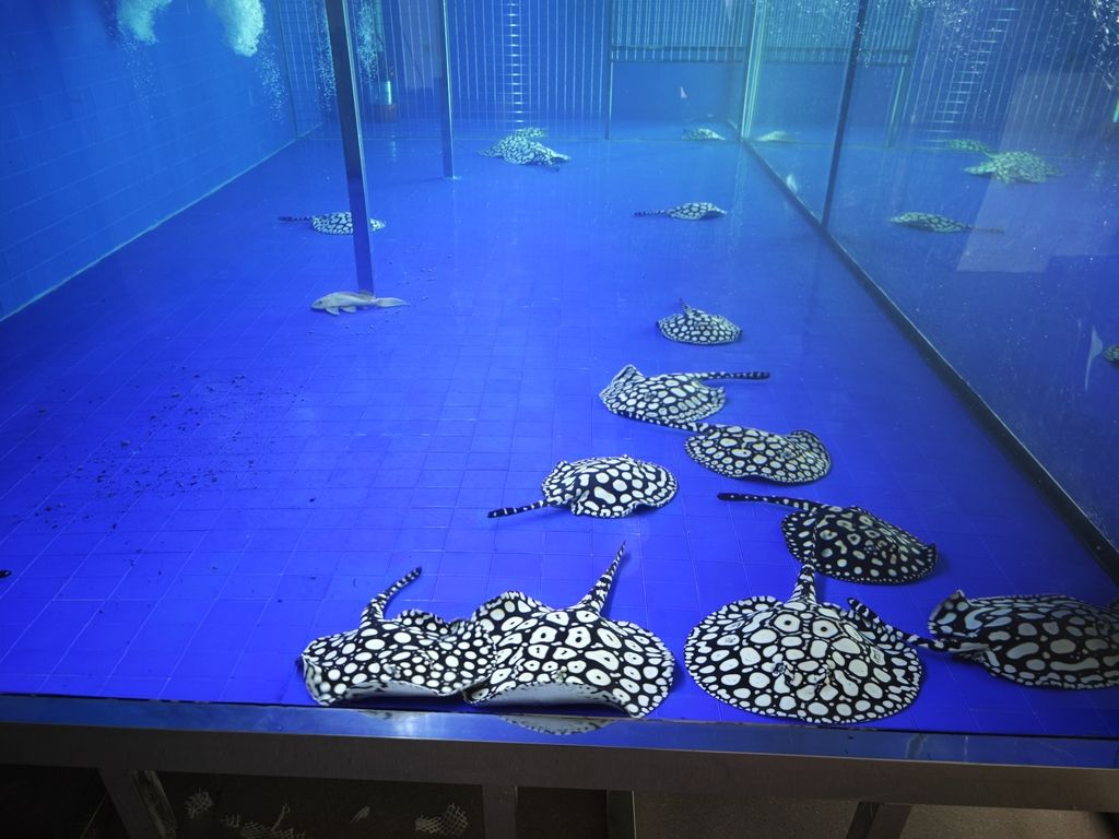 男神血統(tǒng)魟魚（男神血統(tǒng)魟魚的性別特征及其與“男神”概念之間的關(guān)聯(lián)）