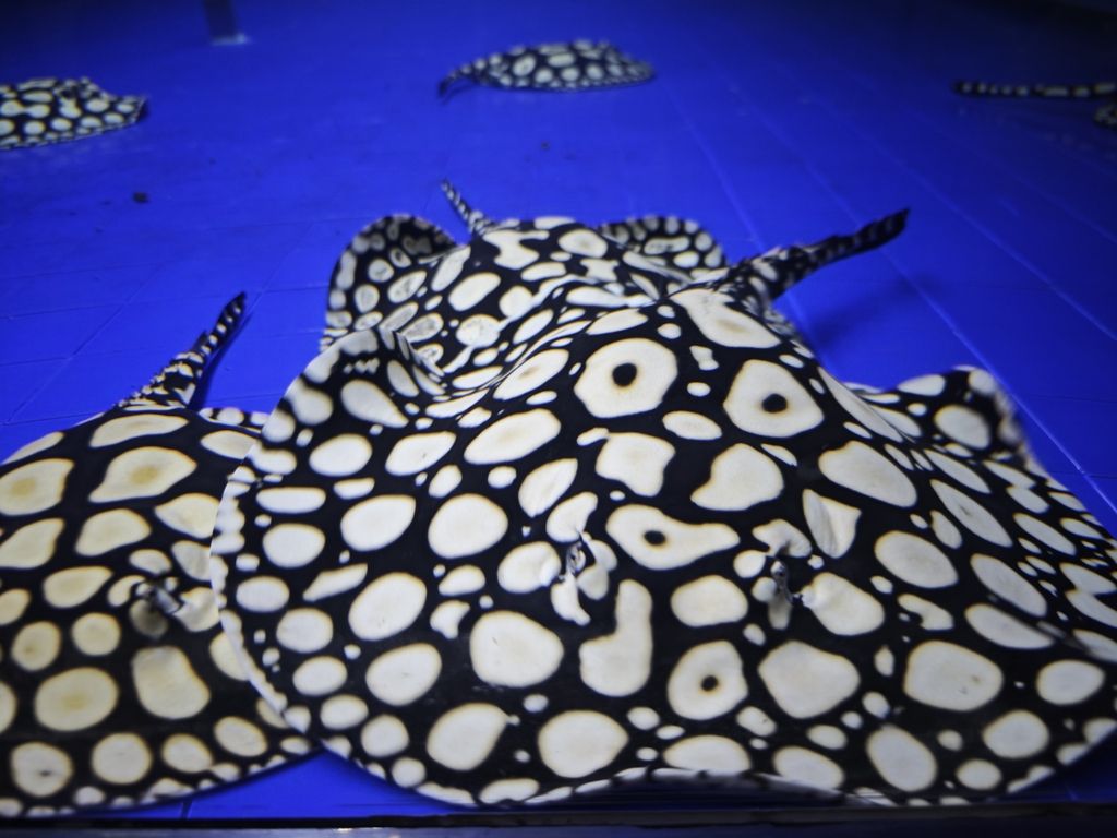 男神血統(tǒng)魟魚（男神血統(tǒng)魟魚的性別特征及其與“男神”概念之間的關(guān)聯(lián)）