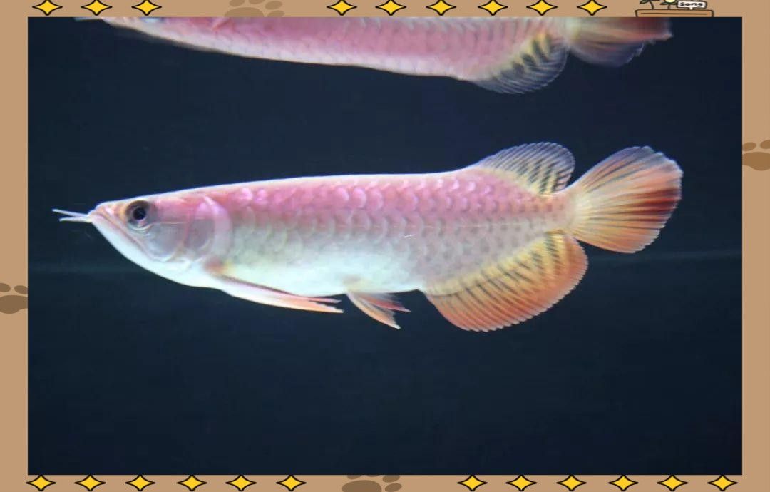 藍底和紫底金龍魚的價格差異大嗎（藍底和紫底金龍魚的價格差異分析）