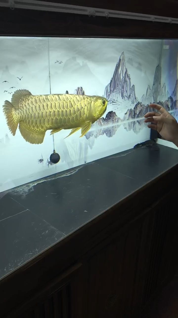 又發情了（手機聲音開到最大） 又發情了（手機聲音開到最大） 龍魚論壇