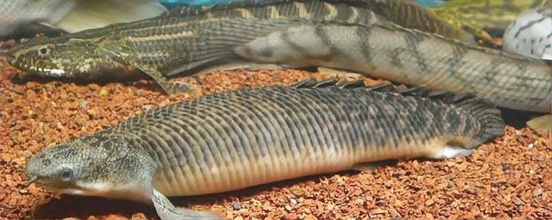草繩恐龍魚吃什么食物最好？（恐龍魚的飼養方法大全,輕松養出健康美麗的恐龍魚!） 草繩恐龍魚吃什么食物最好？（恐龍魚的飼養方法大全,輕松養出健康美麗的恐龍魚!） 龍魚百科 第5張