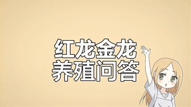如何判斷古典金龍是否健康？（古典過背金龍的健康狀態）