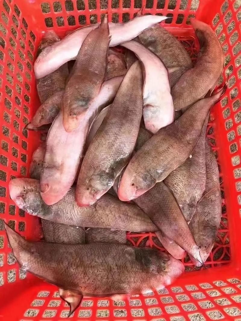 利通哪個水族館龍魚好？祥龍魚場龍魚（利通哪個水族館的龍魚好）