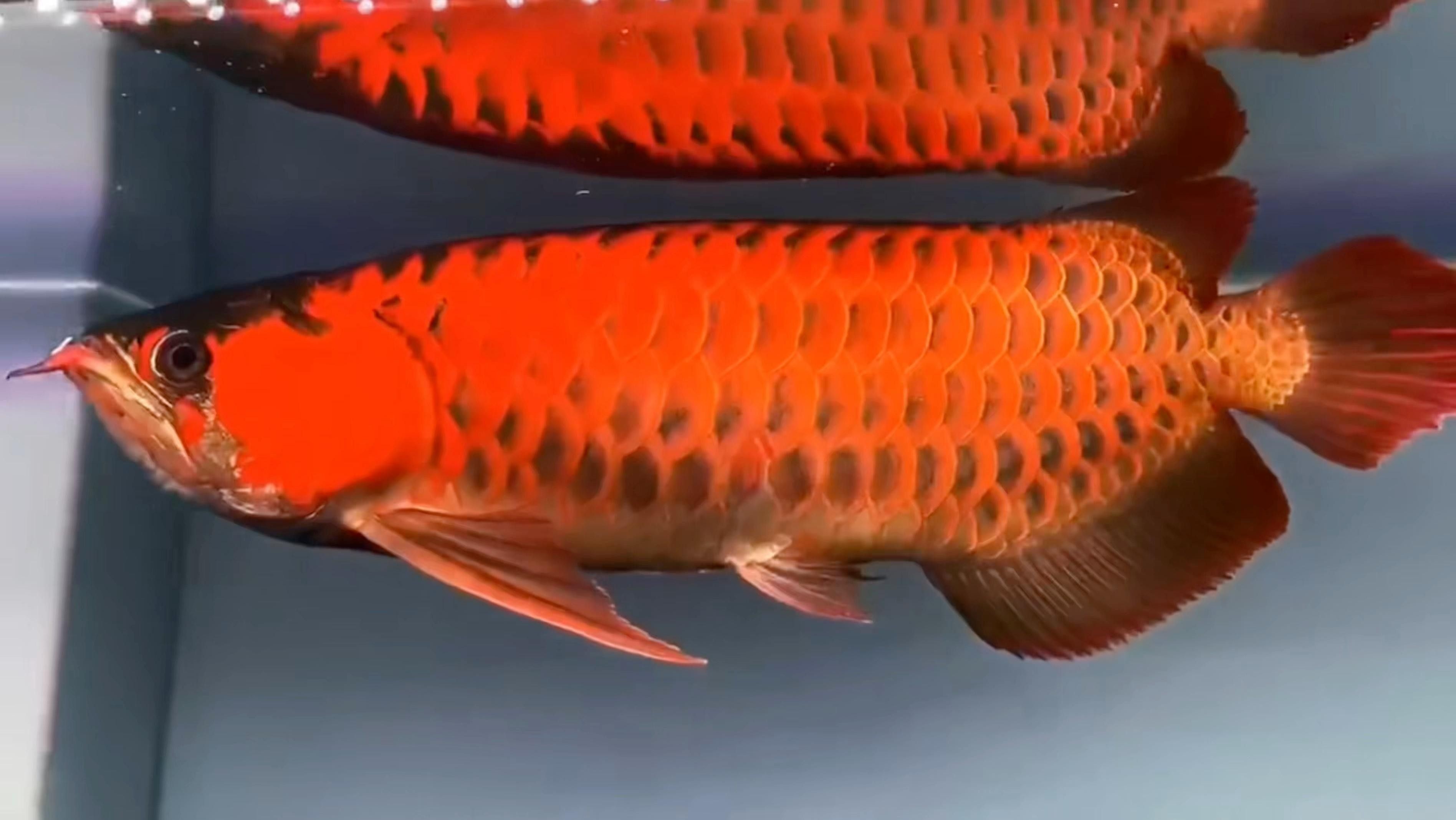能提供一段紅龍魚(yú)福龍的視頻嗎（如何在抖音上找到紅龍魚(yú)福龍的視頻？）