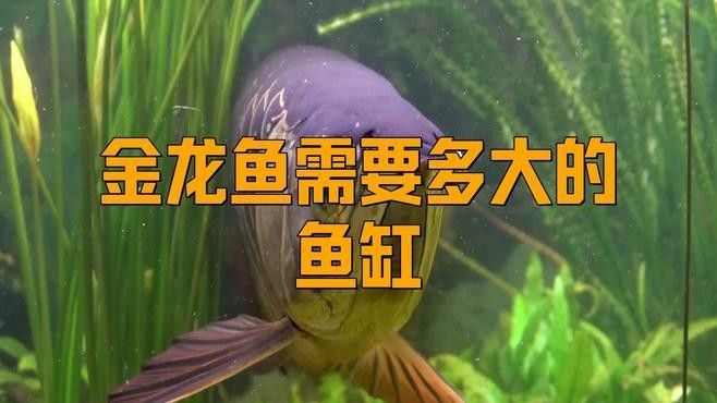 混養(yǎng)金龍魚需要多大的魚缸