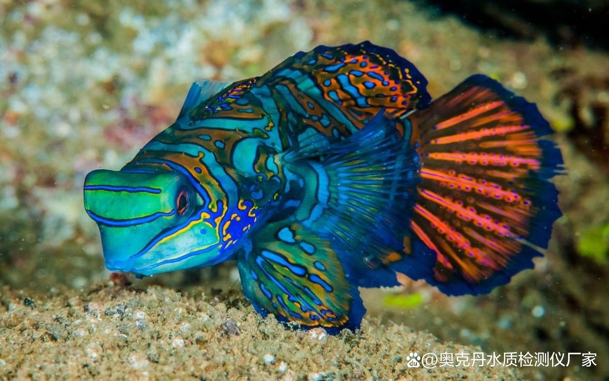如何為粗線魚和龍魚提供良好的水質？（線魚和龍魚對水質的要求） 如何為粗線魚和龍魚提供良好的水質？（線魚和龍魚對水質的要求） 龍魚百科 第3張