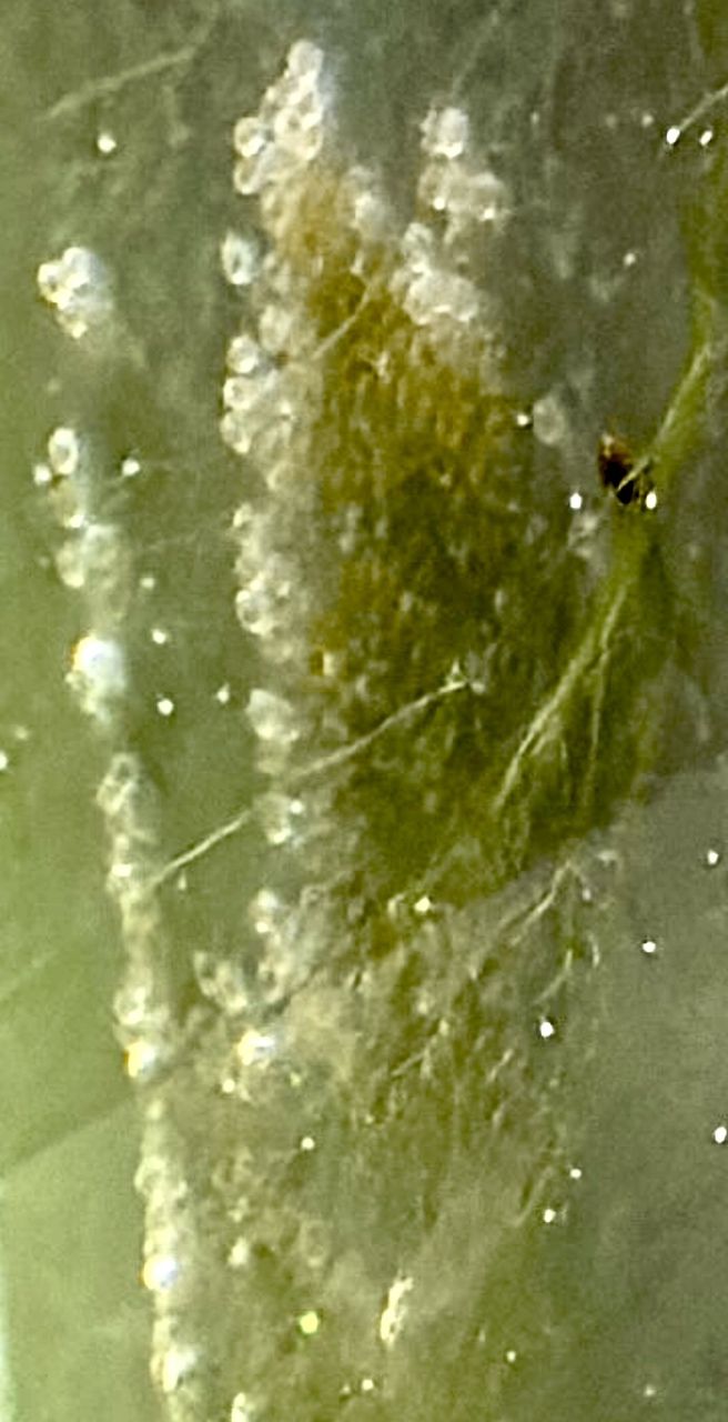 （全球氣候變化與生物多樣性保護的緊迫性）