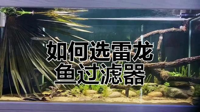 龍魚(yú)飼養(yǎng)中哪些過(guò)濾設(shè)備是可選的（養(yǎng)龍魚(yú)用的凈水機(jī)怎么選龍魚(yú)老孫龍魚(yú)繁殖全解析）