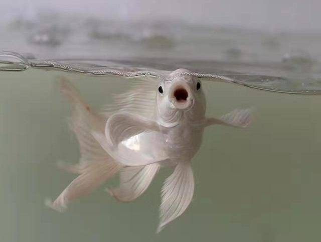 紅龍魚可以吃哪些蔬菜（紅龍魚可以吃什么蔬菜）