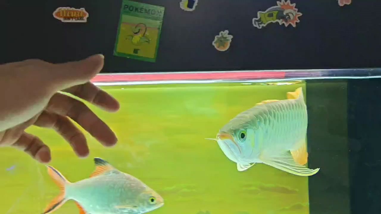 魚缸過濾器選購指南:自制魚缸過濾器魚缸上置過濾器對于養魚愛好者的必備知識 勾魂,把我夏天勾跑了 龍魚論壇 勾魂,把我夏天勾跑了 勾魂,把我夏天勾跑了 龍魚論壇