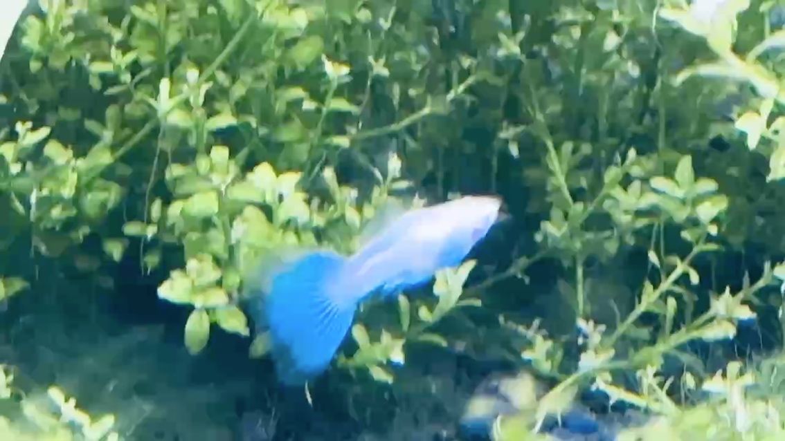 魚(yú)缸過(guò)濾器選購(gòu)指南:自制魚(yú)缸過(guò)濾器魚(yú)缸上置過(guò)濾器對(duì)于養(yǎng)魚(yú)愛(ài)好者的必備知識(shí) 天空藍(lán)(天空藍(lán),《天空藍(lán)》是一首描繪自然與寧?kù)o心境的歌曲) 龍魚(yú)論壇 天空藍(lán)(天空藍(lán),《天空藍(lán)》是一首描繪自然與寧?kù)o心境的歌曲) 天空藍(lán)(天空藍(lán),《天空藍(lán)》是一首描繪自然與寧?kù)o心境的歌曲) 龍魚(yú)論壇