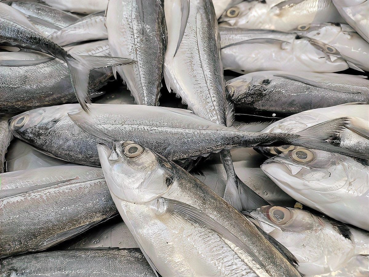 如何處理龍魚才能保持其鮮嫩 如何處理龍魚才能保持其鮮嫩 龍魚百科 第3張
