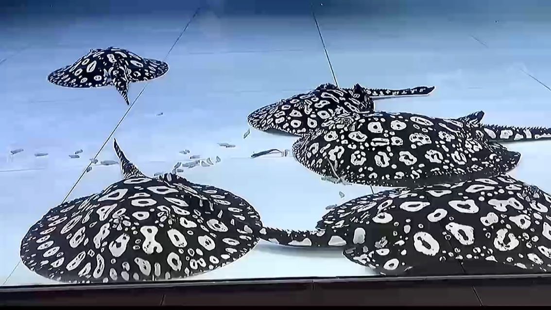 一周的快樂，從周一開始。摸魚工作者（一周的快樂，從周一開始） 一周的快樂，從周一開始。摸魚工作者（一周的快樂，從周一開始） 龍魚論壇