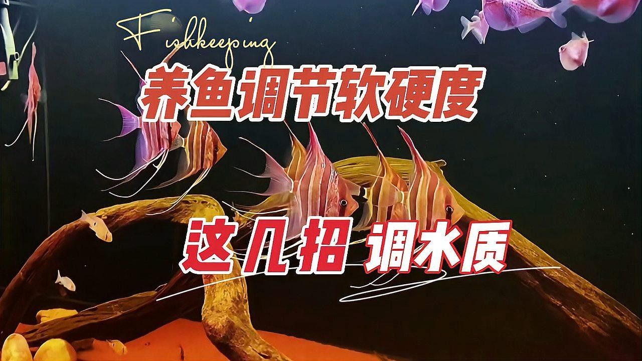 如何調整魚缸水質以適應兩種魚？（養魚筆記：如何調整魚缸水質以適應兩種不同的魚類）