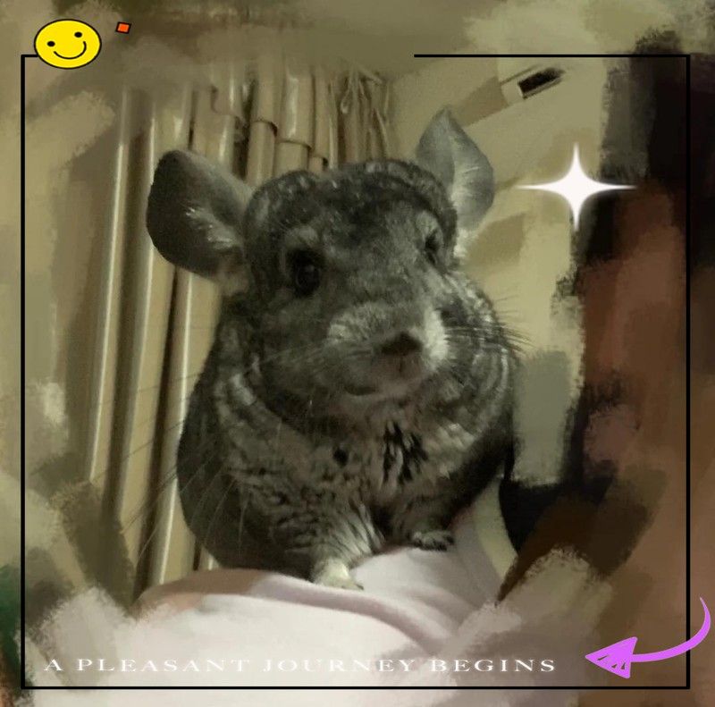龍貓多久需要互動一次？（龍貓多久需要互動一次）