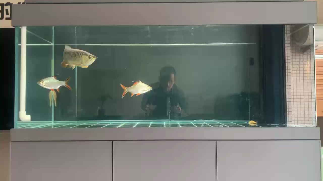 魚(yú)缸用增氧泵價(jià)格是多少:魚(yú)缸增氧機(jī)-xtrac增氧機(jī)-xtrac增氧機(jī) 金龍喂食(金魚(yú)喂食的方法和注意事項(xiàng)) 龍魚(yú)論壇 金龍喂食(金魚(yú)喂食的方法和注意事項(xiàng)) 金龍喂食(金魚(yú)喂食的方法和注意事項(xiàng)) 龍魚(yú)論壇