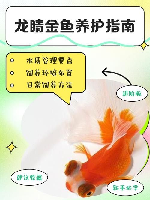 如何預防金龍魚眼睛發白？（觀賞魚金龍魚眼睛發白是怎么養龍魚掉眼的原因有哪些）