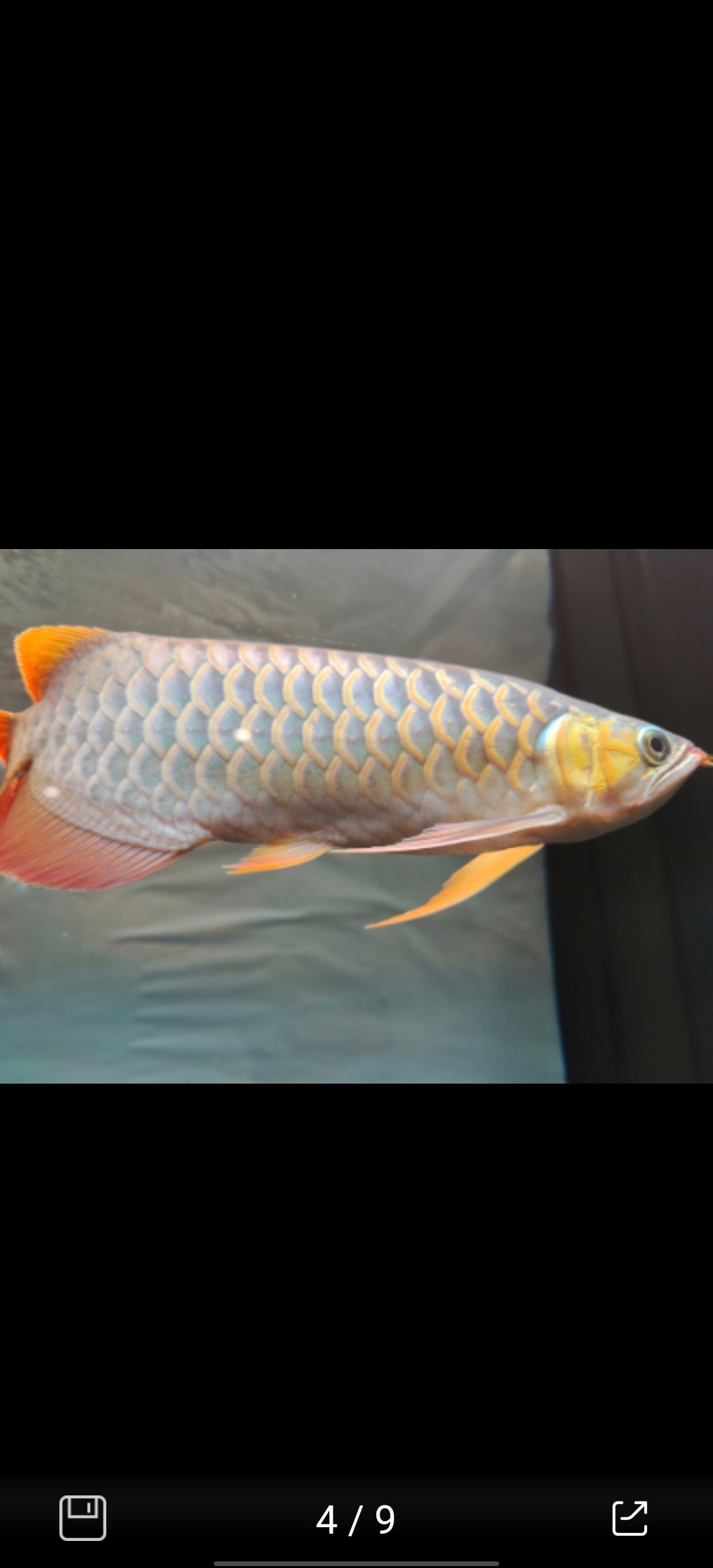 紅龍魚五年間的變化（紅龍魚五年間的變化趨勢）