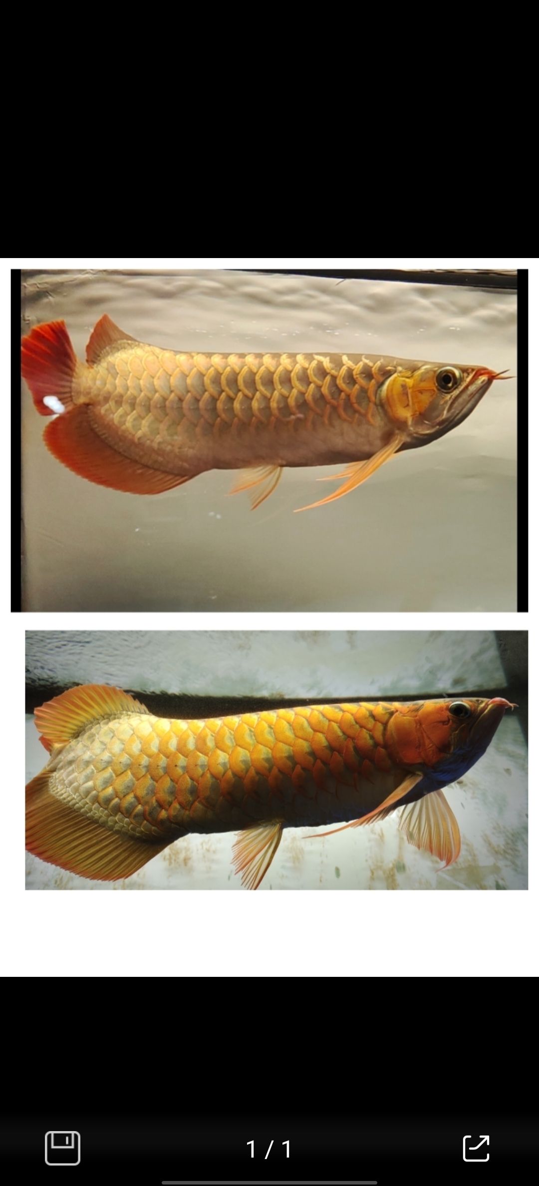 治療爛鰓病，哪種藥物最有效？，獸醫或水族專家建議以確保魚類爛鰓病的使用需要謹慎