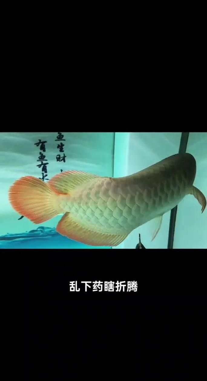 如何預防龍魚晚上撞缸（龍魚夜間撞缸怎么辦） 如何預防龍魚晚上撞缸（龍魚夜間撞缸怎么辦） 龍魚百科 第4張